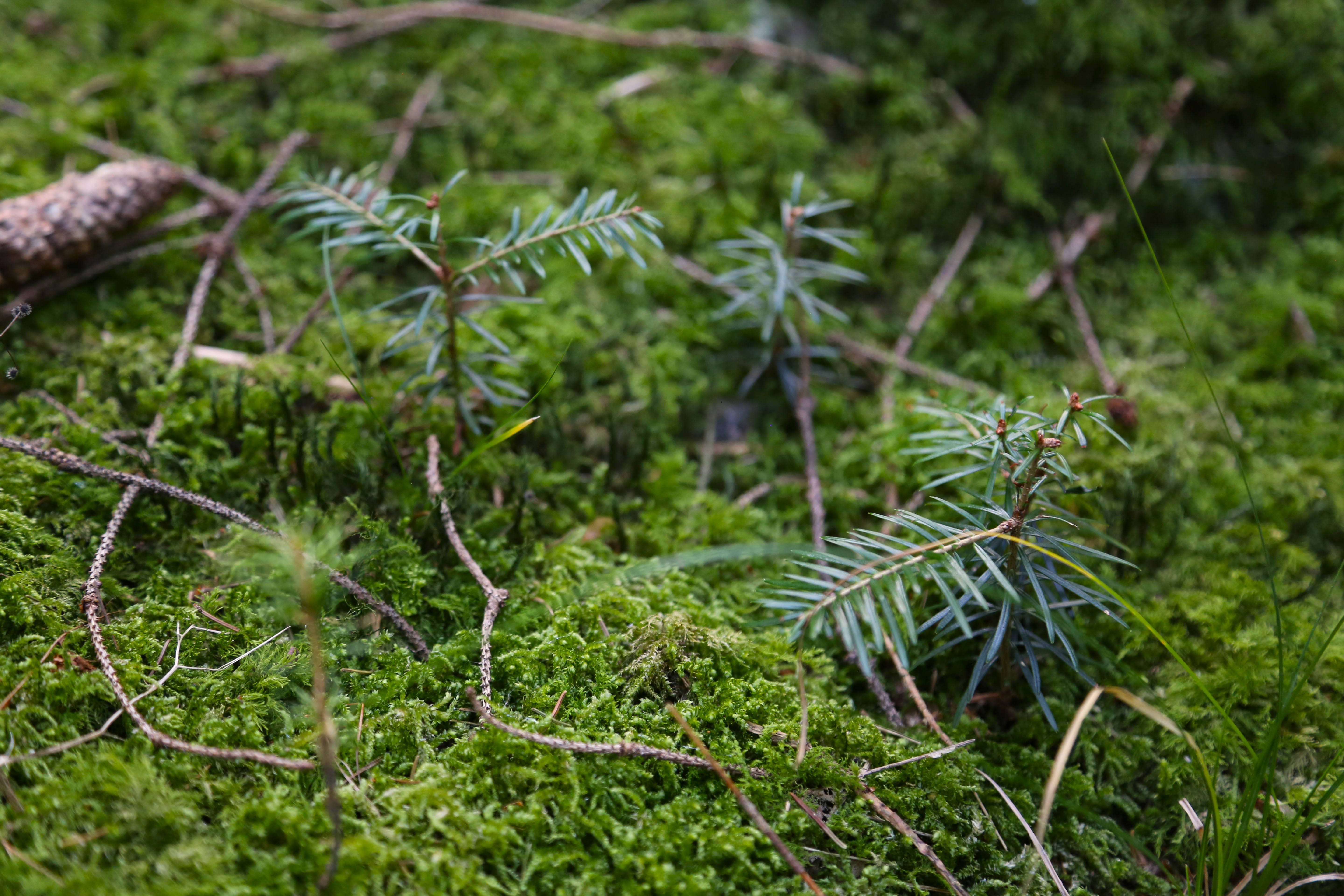 Pina Earth: Creating a climate-resilient forest in Germany, Bavaria & Baden-Wurttemberg - Lindorf - Image 3