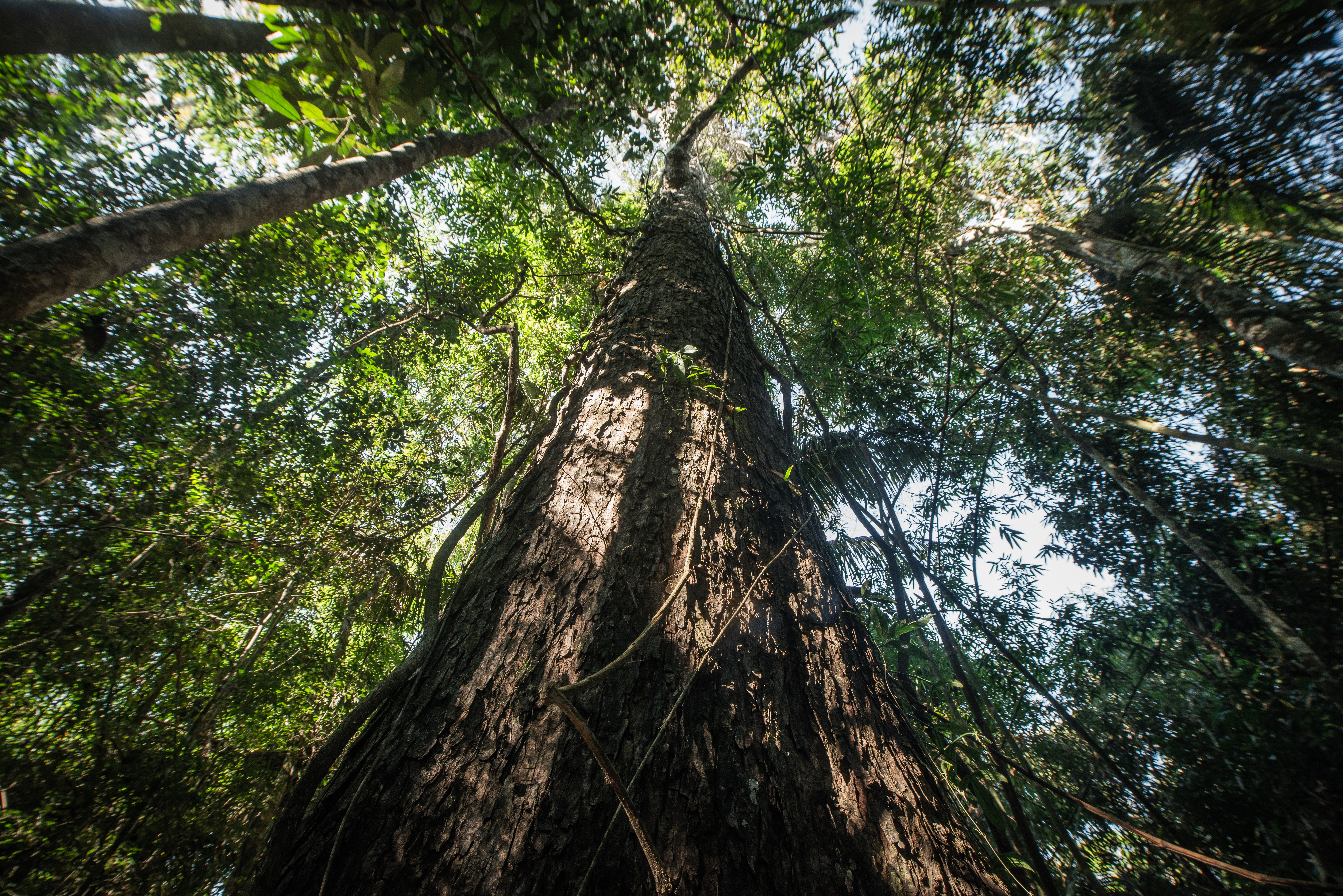 Tahuamanu Amazon REDD Project - Image 2