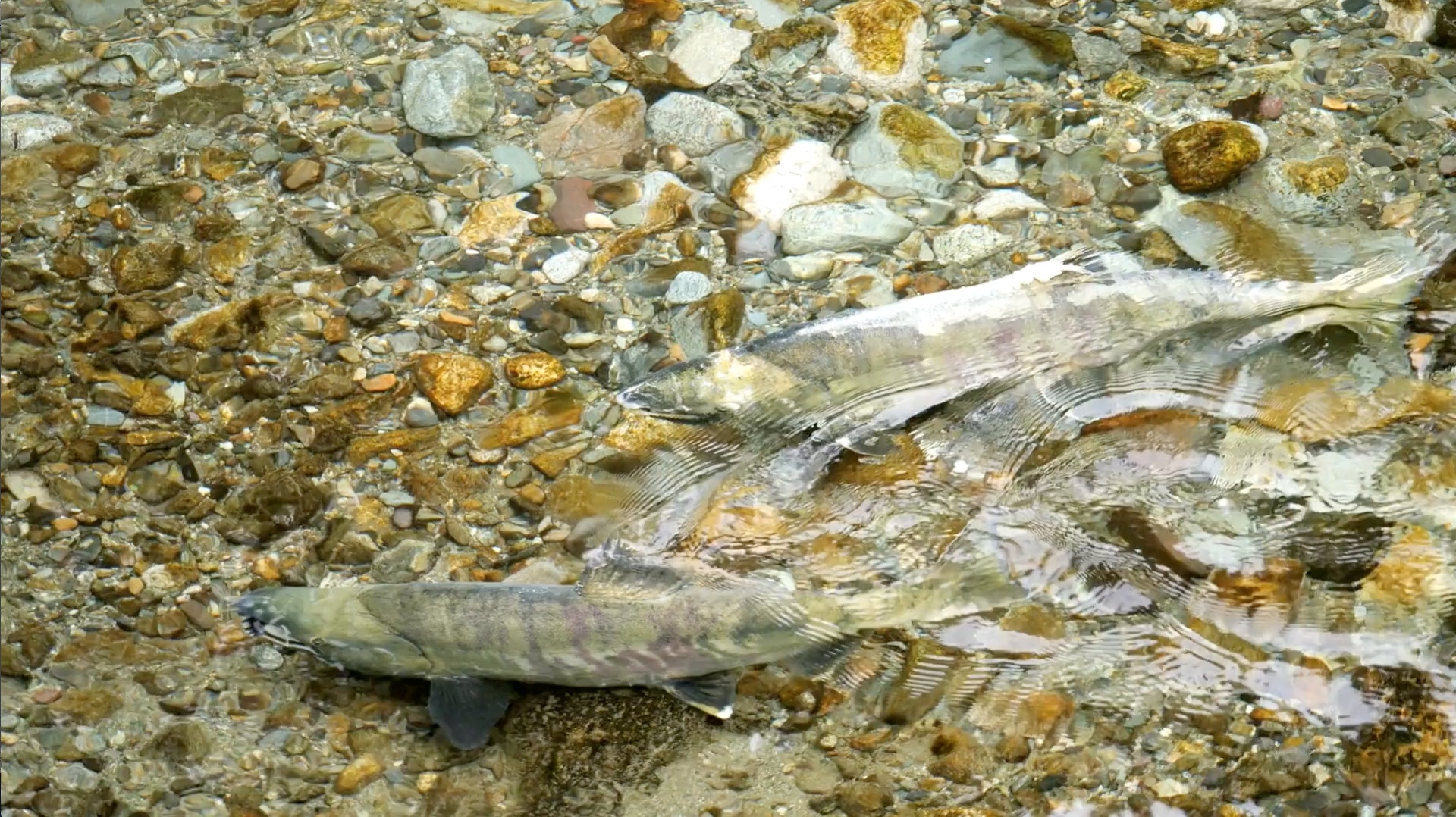 BIGCOAST FOREST CLIMATE INITIATIVE - Image 19