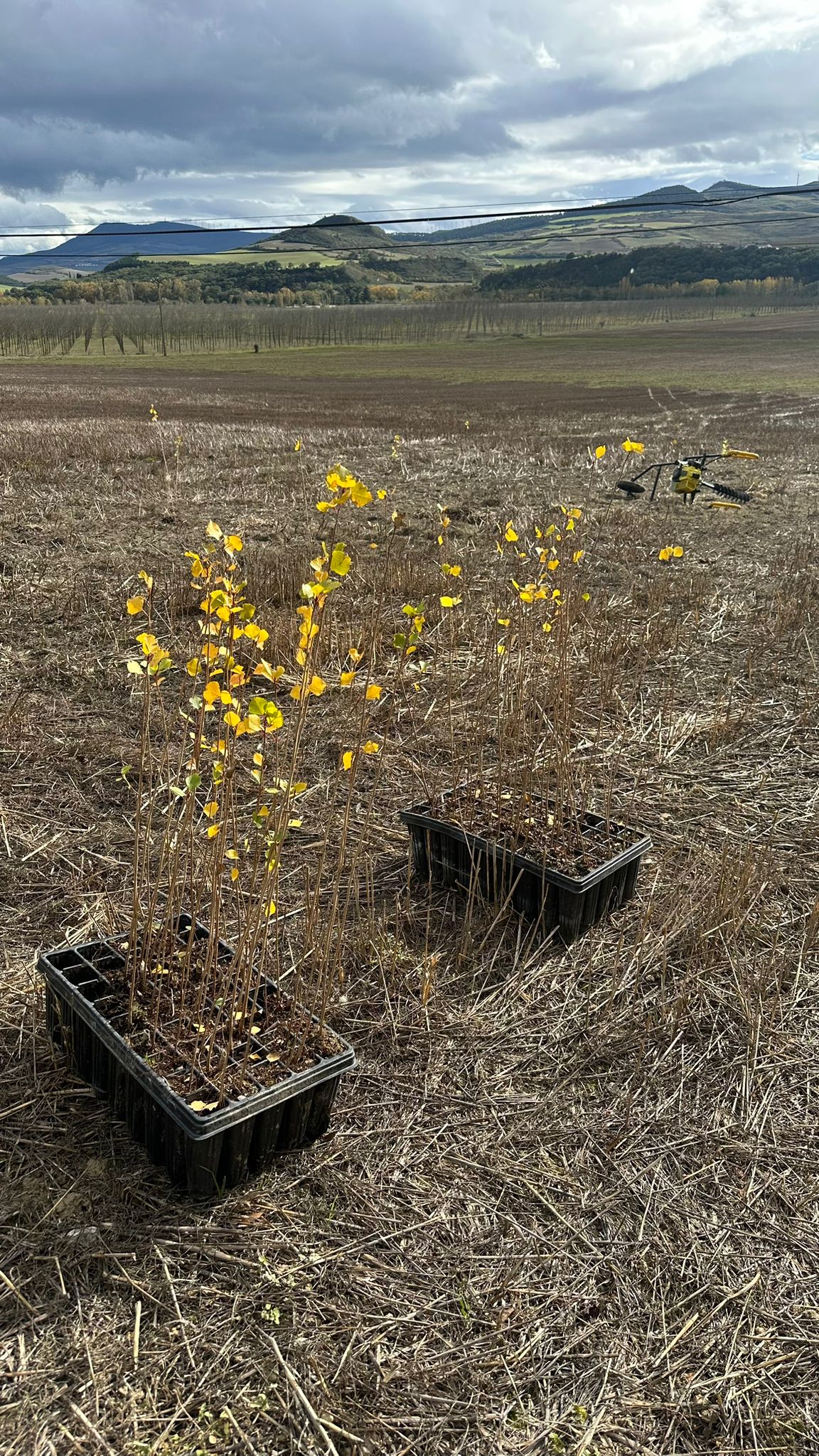 BOSQUE ELÍO - Image 2