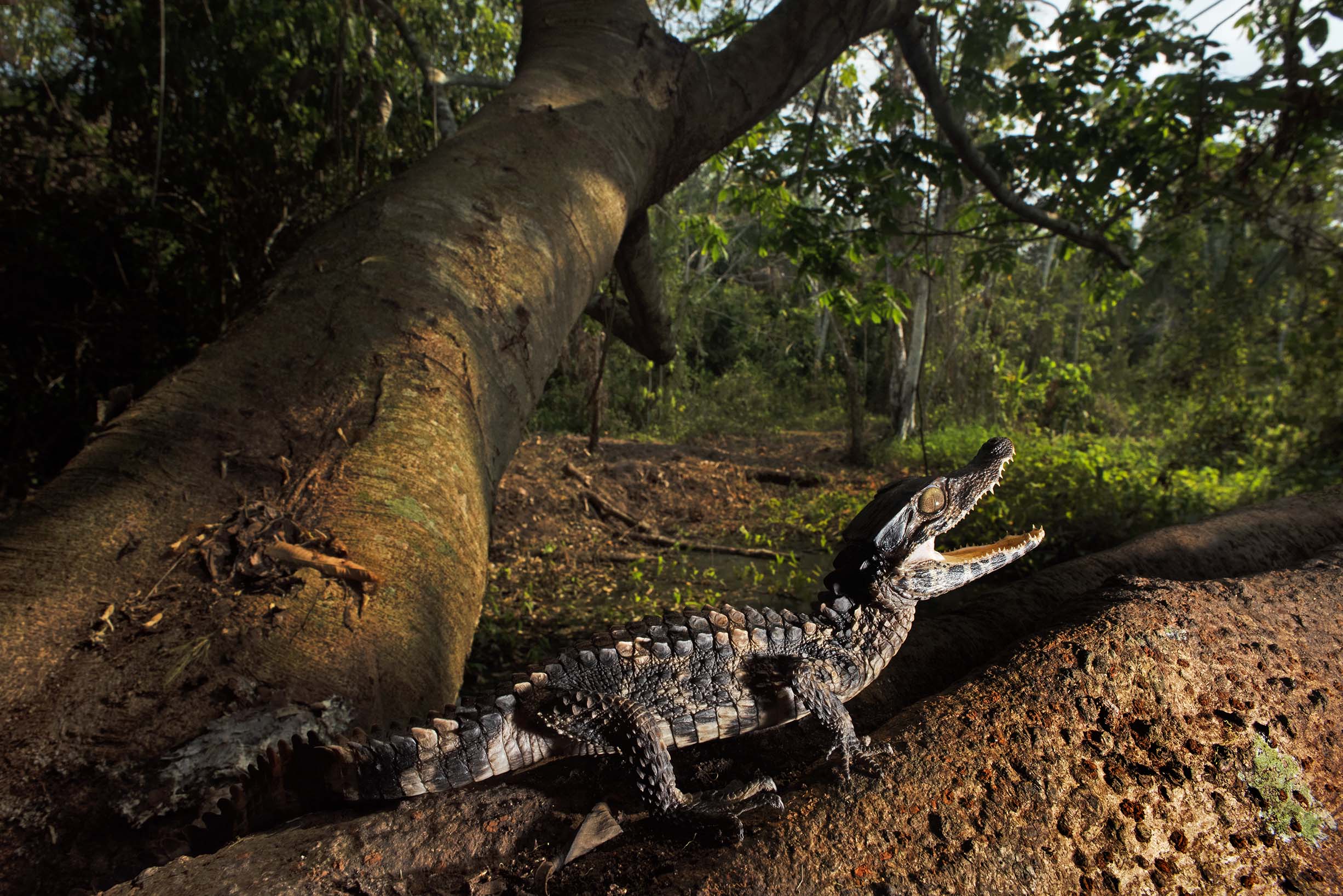 REDD+ THE LAST HABITAT - Image 2