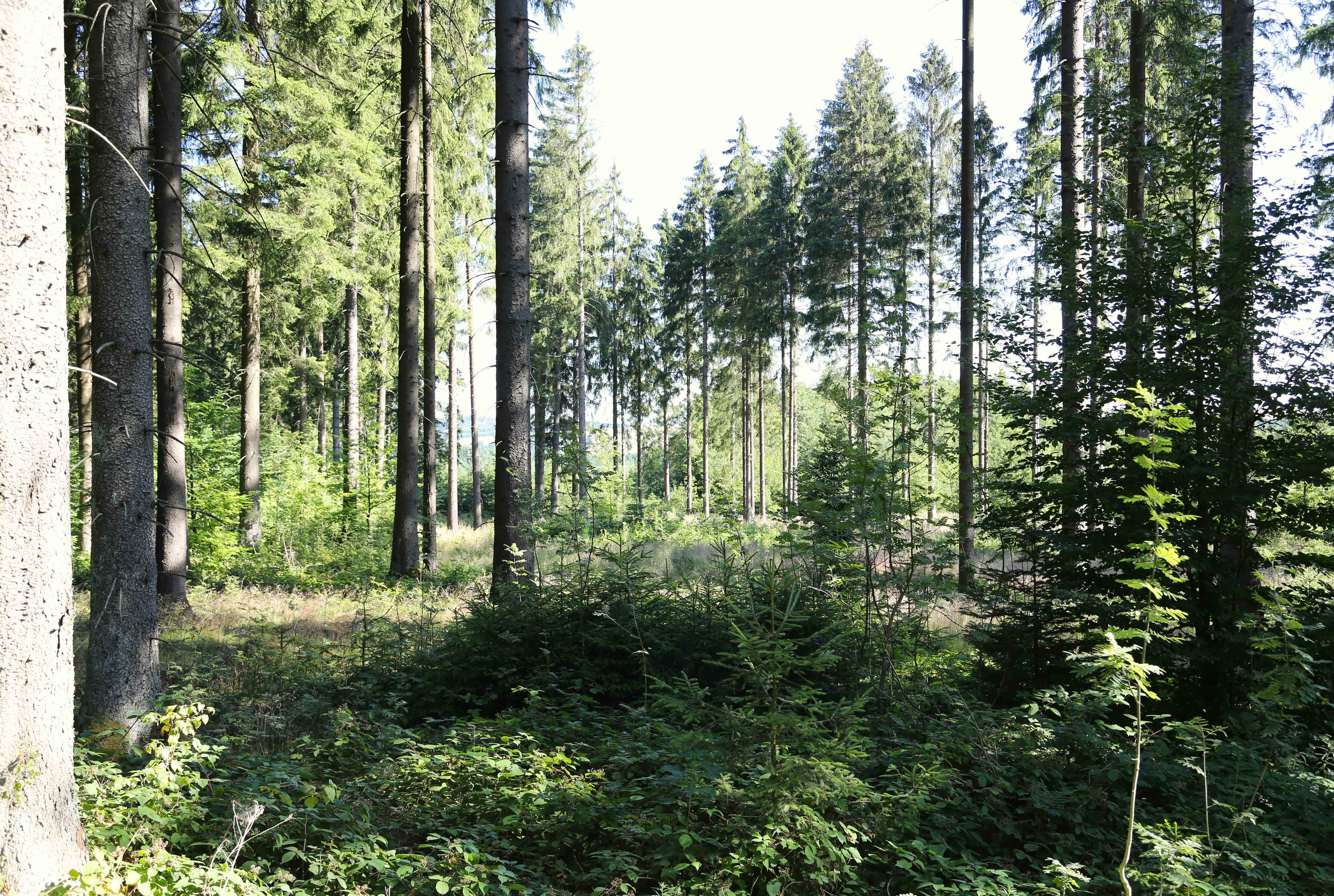 Pina Earth: Forest Adaptation in Germany, Thuringia - Schlegel
