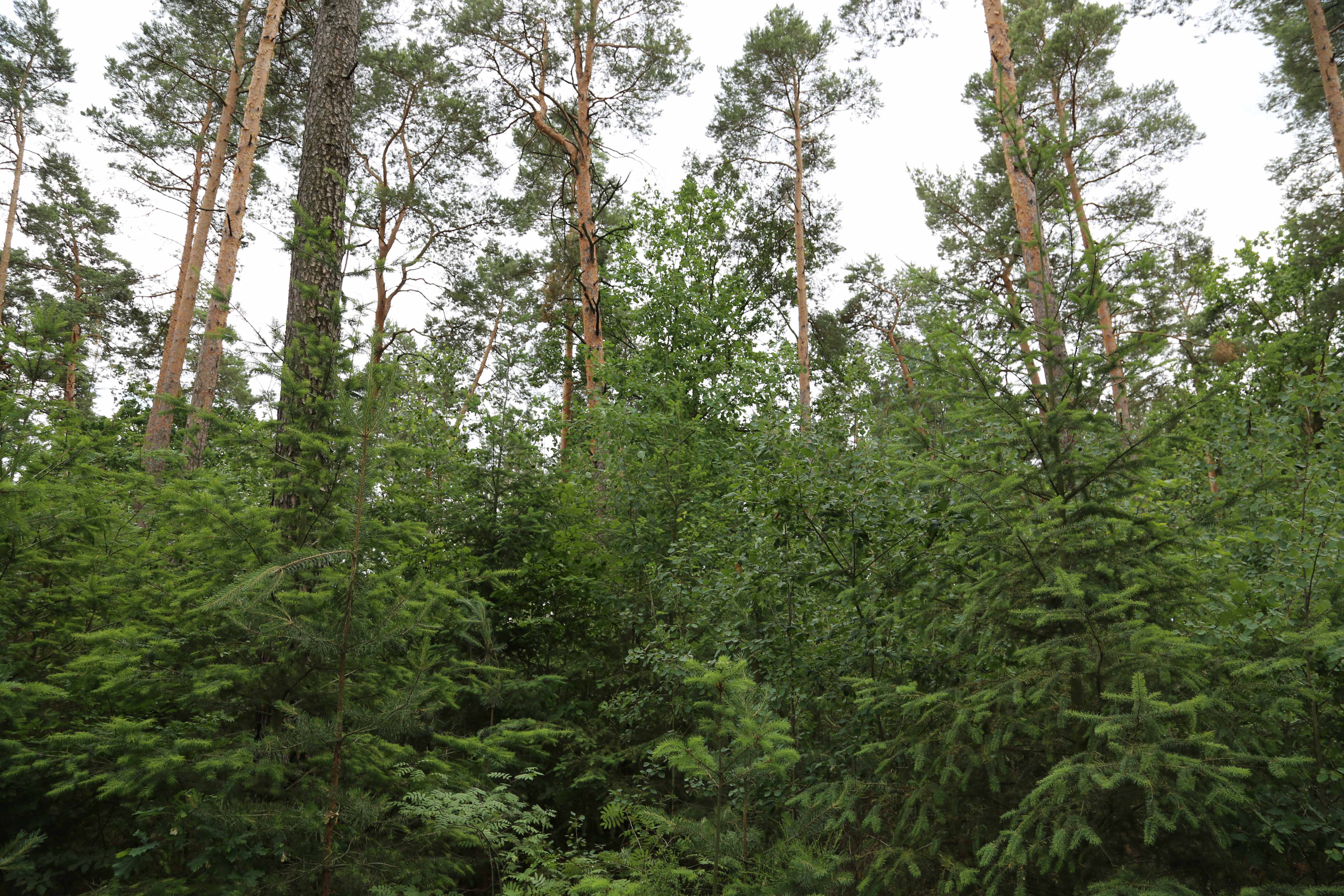 Pina Earth: Turning a monoculture into a biodiverse forest in Germany, Brandenburg - Luckaitz Valley - Image 4