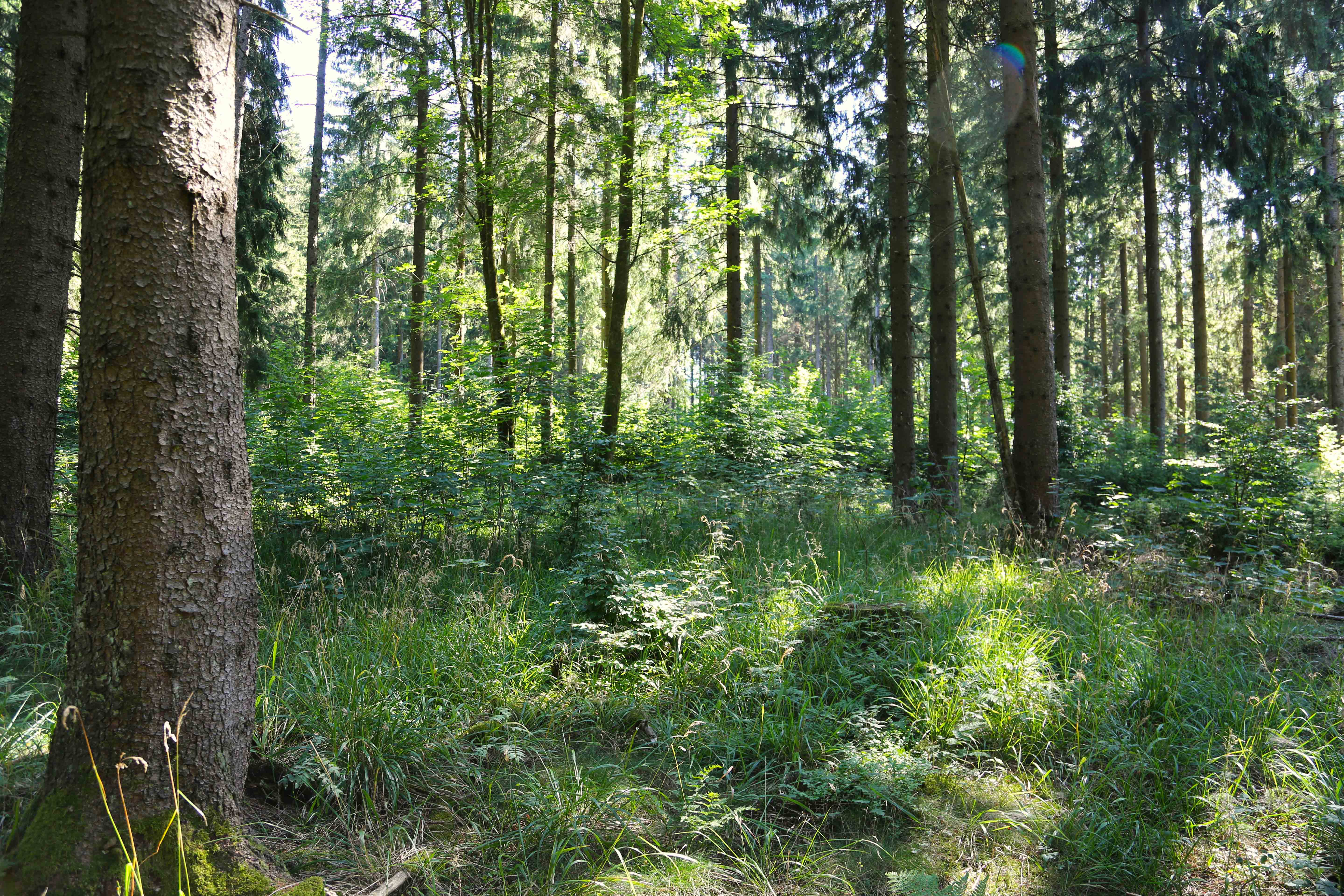 Pina Earth: Forest Adaptation in Germany, Thuringia - Schlegel - Image 1
