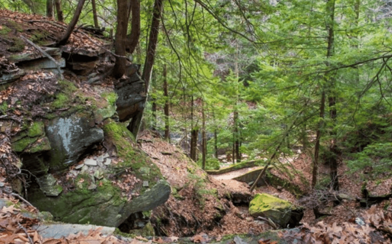 18 Reserves Forest Carbon Project - Image 1