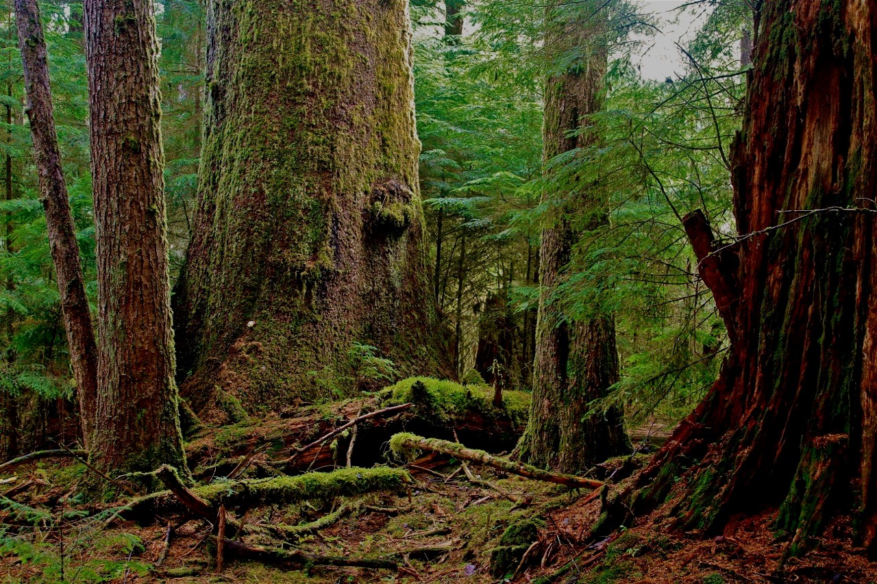 BIGCOAST FOREST CLIMATE INITIATIVE - Image 34