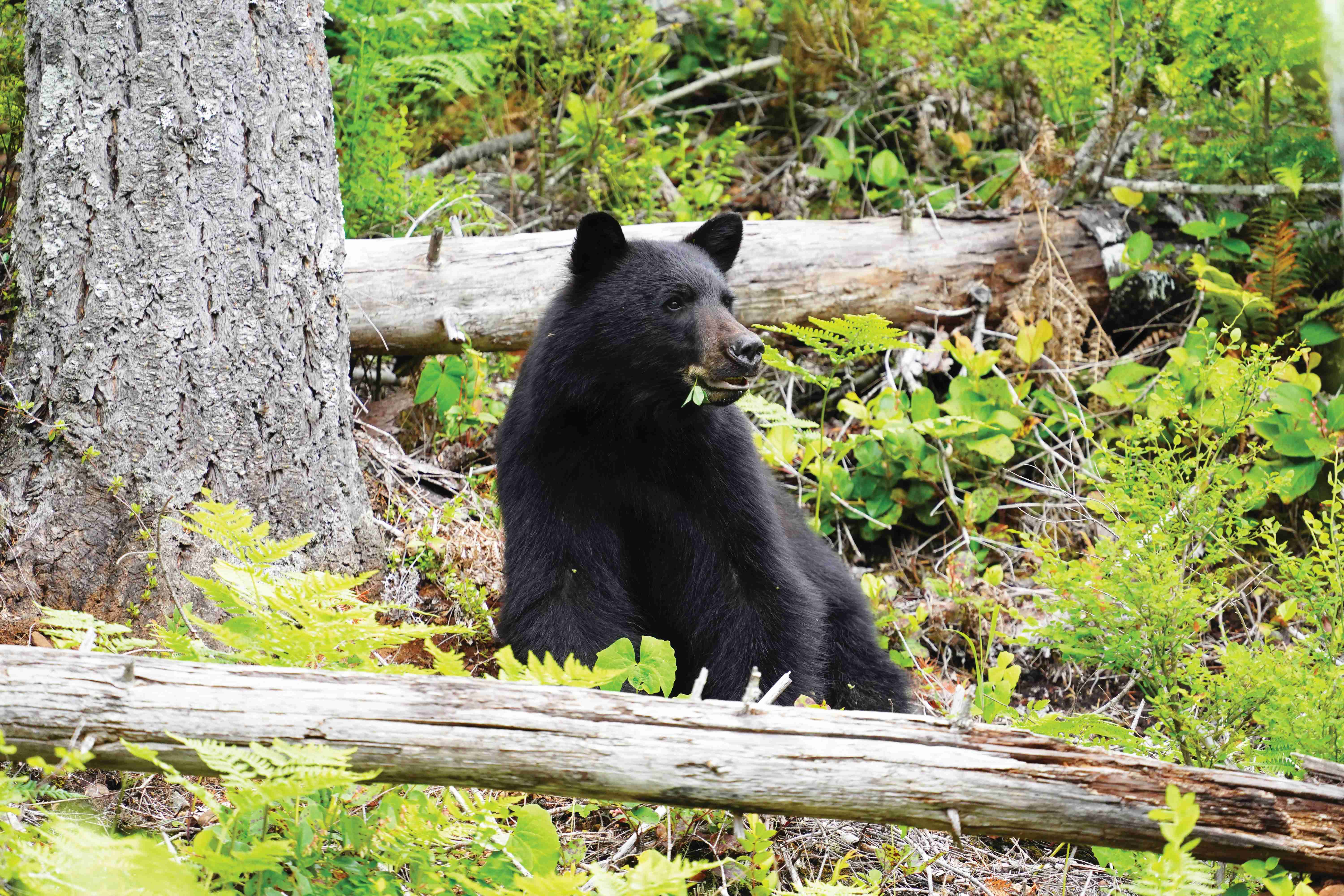 BIGCOAST FOREST CLIMATE INITIATIVE - Image 6