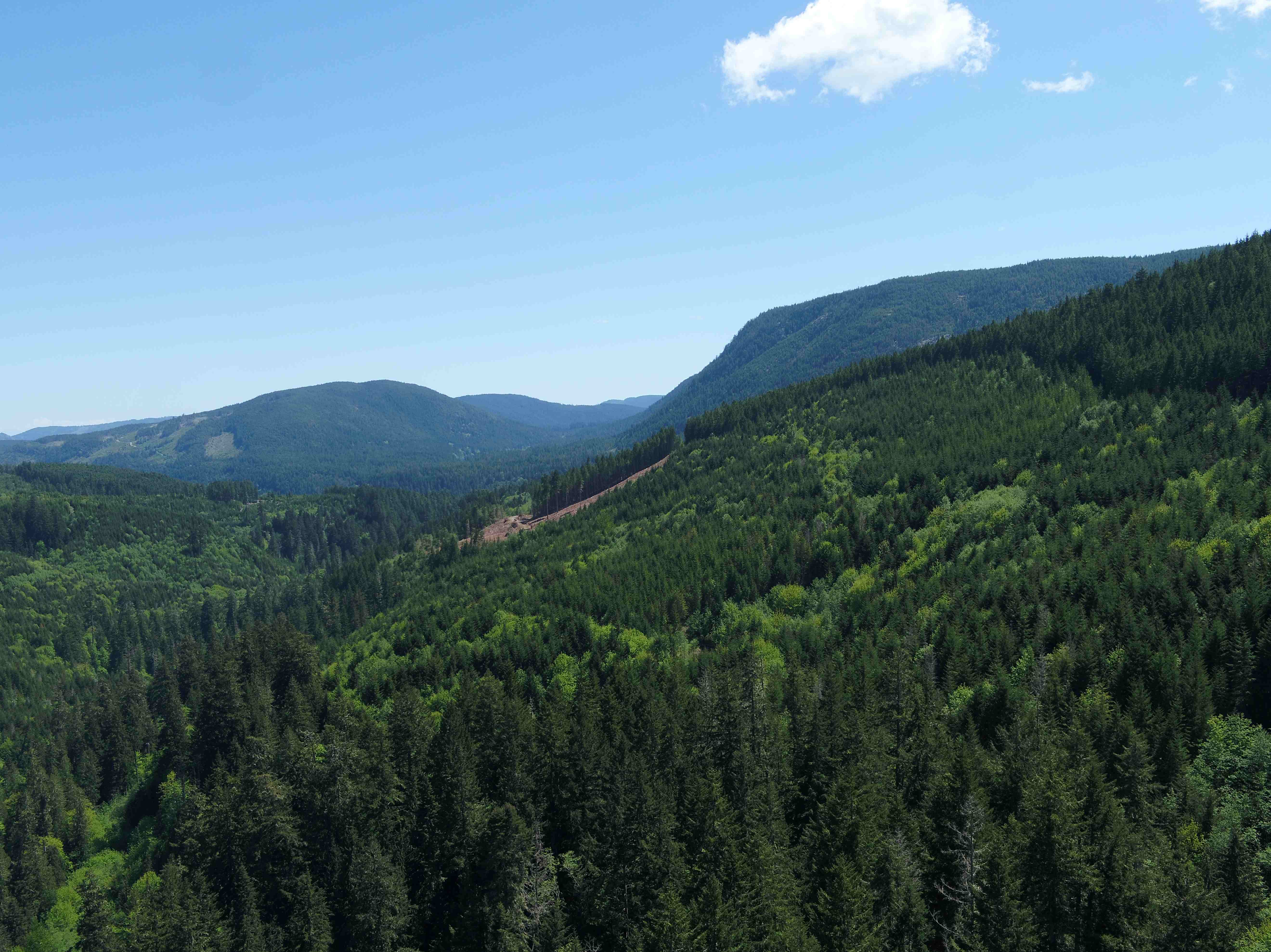 BIGCOAST FOREST CLIMATE INITIATIVE - Image 7