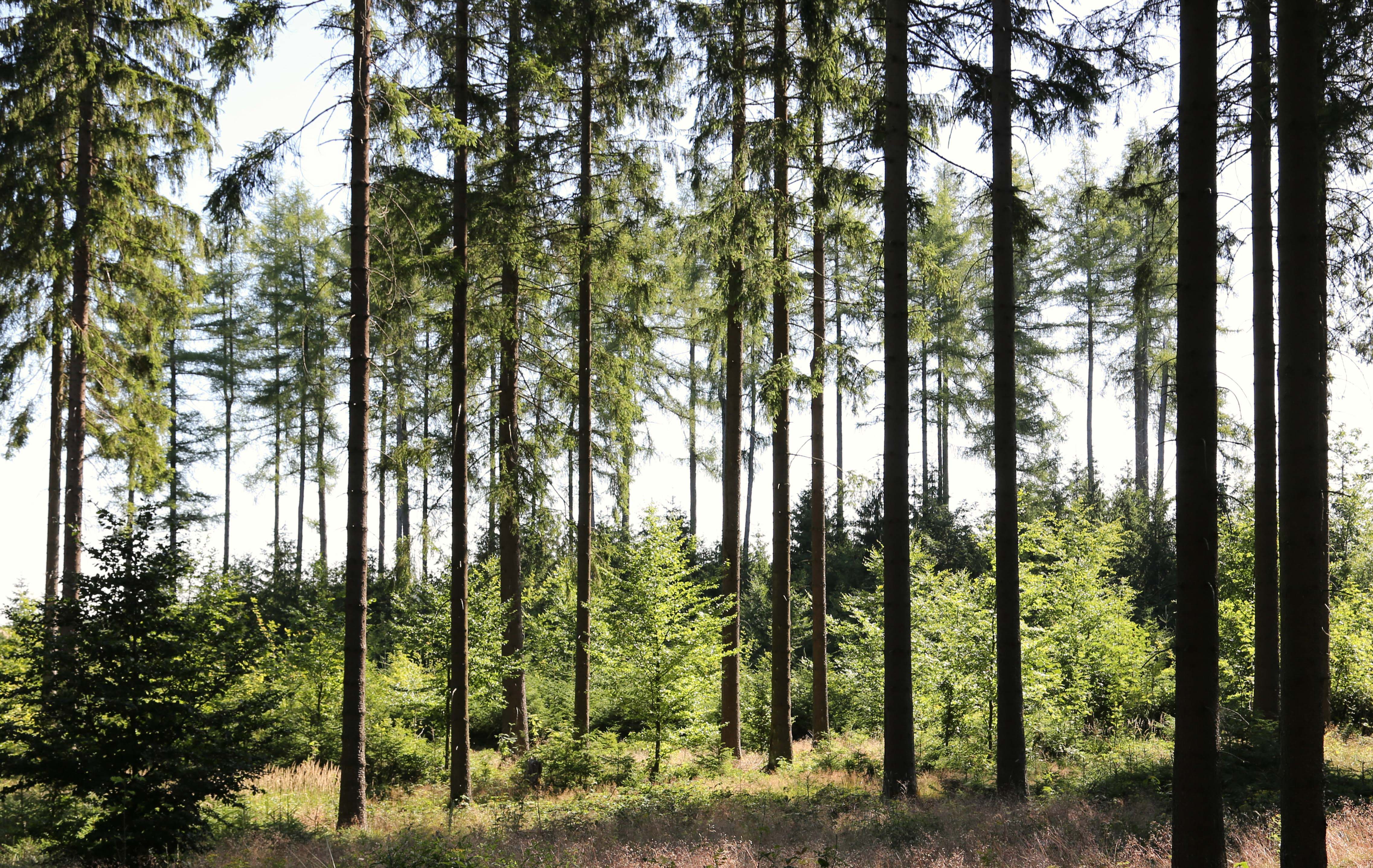 Pina Earth: Forest Adaptation in Germany, Thuringia - Schlegel - Image 3