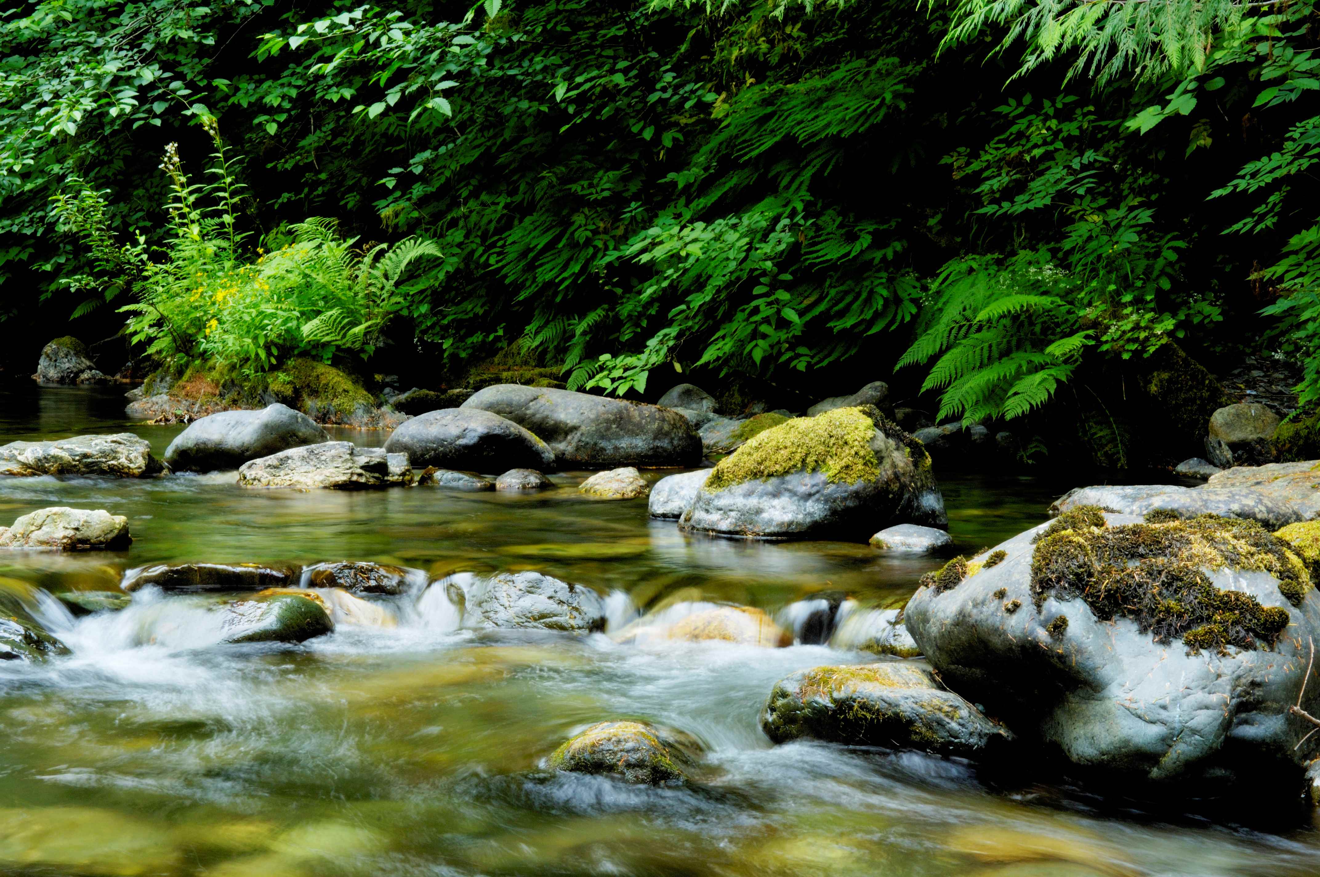 BIGCOAST FOREST CLIMATE INITIATIVE - Image 3