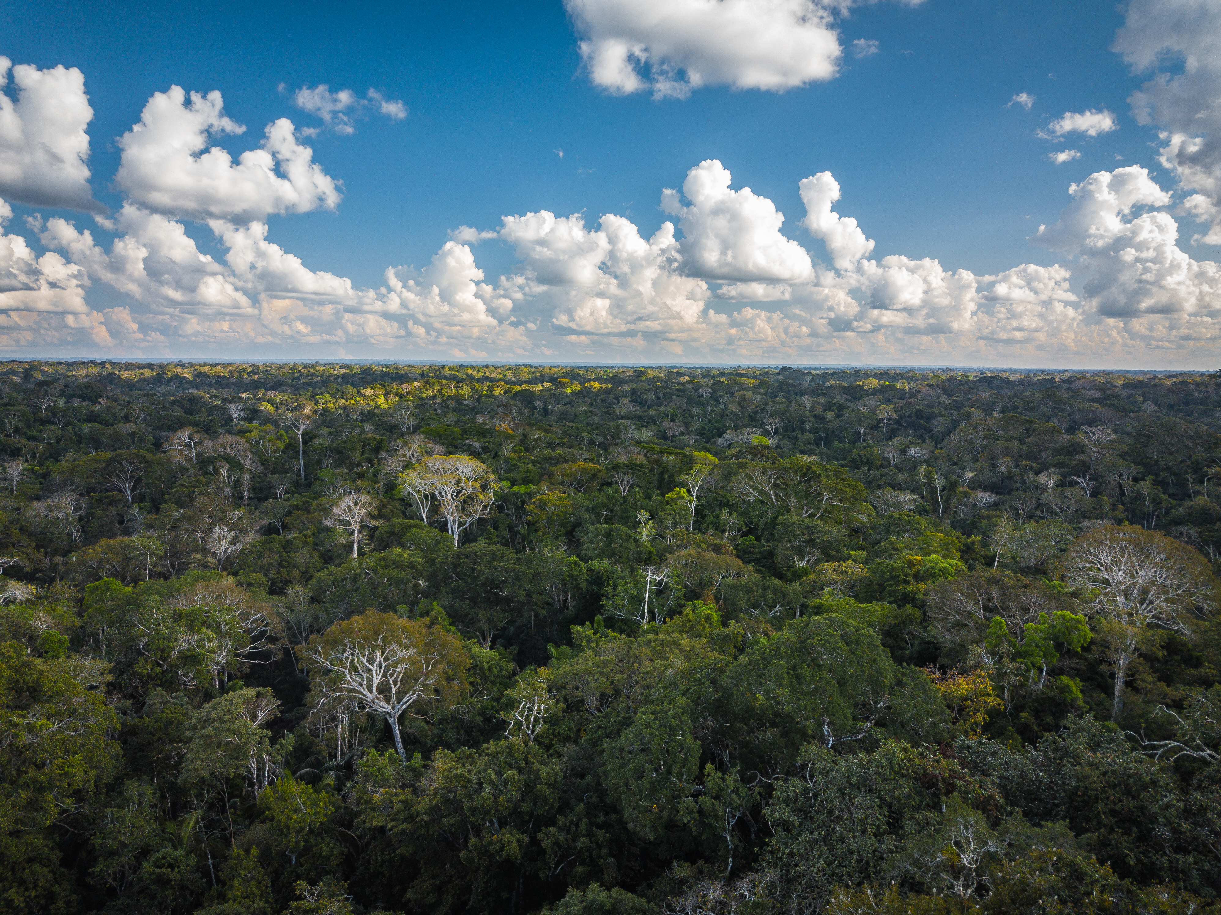Tahuamanu Amazon REDD Project - Image 4