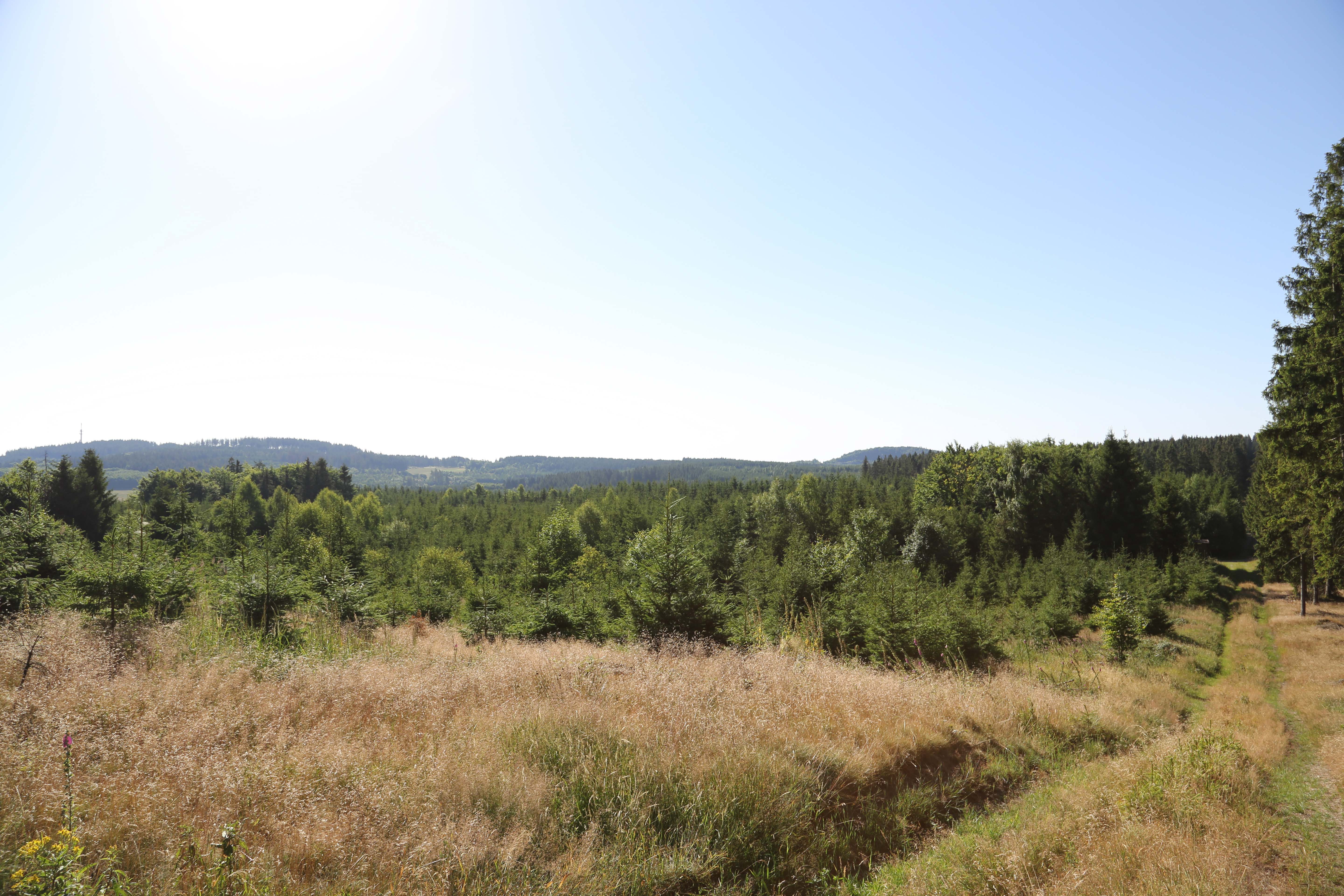 Pina Earth: Forest Adaptation in Germany, Thuringia - Schlegel - Image 6