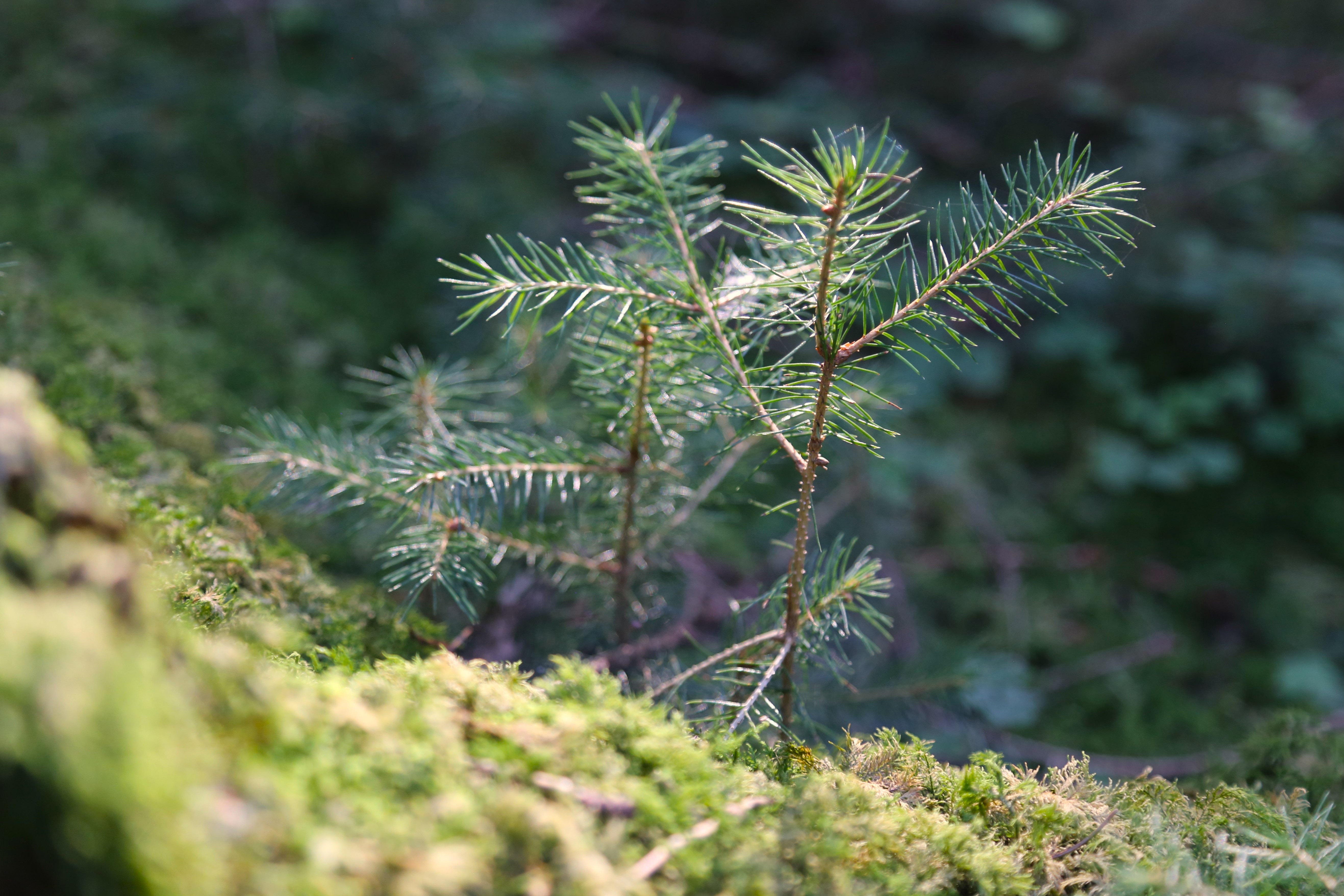 Pina Earth: Creating a climate-resilient forest in Germany, Bavaria & Baden-Wurttemberg - Lindorf - Image 7