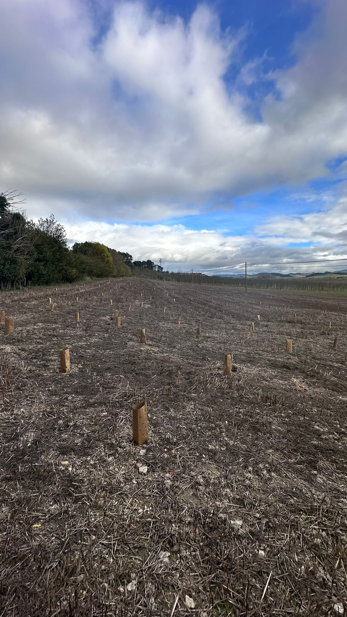 BOSQUE ELÍO - Image 4