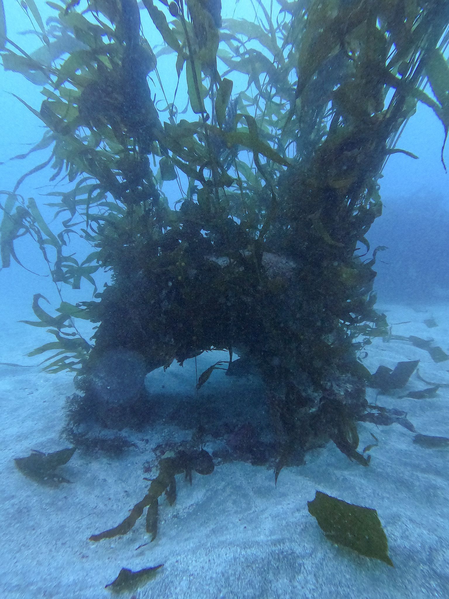 Sea Cave True Blue Carbon, Baja California, Mexico - Image 5