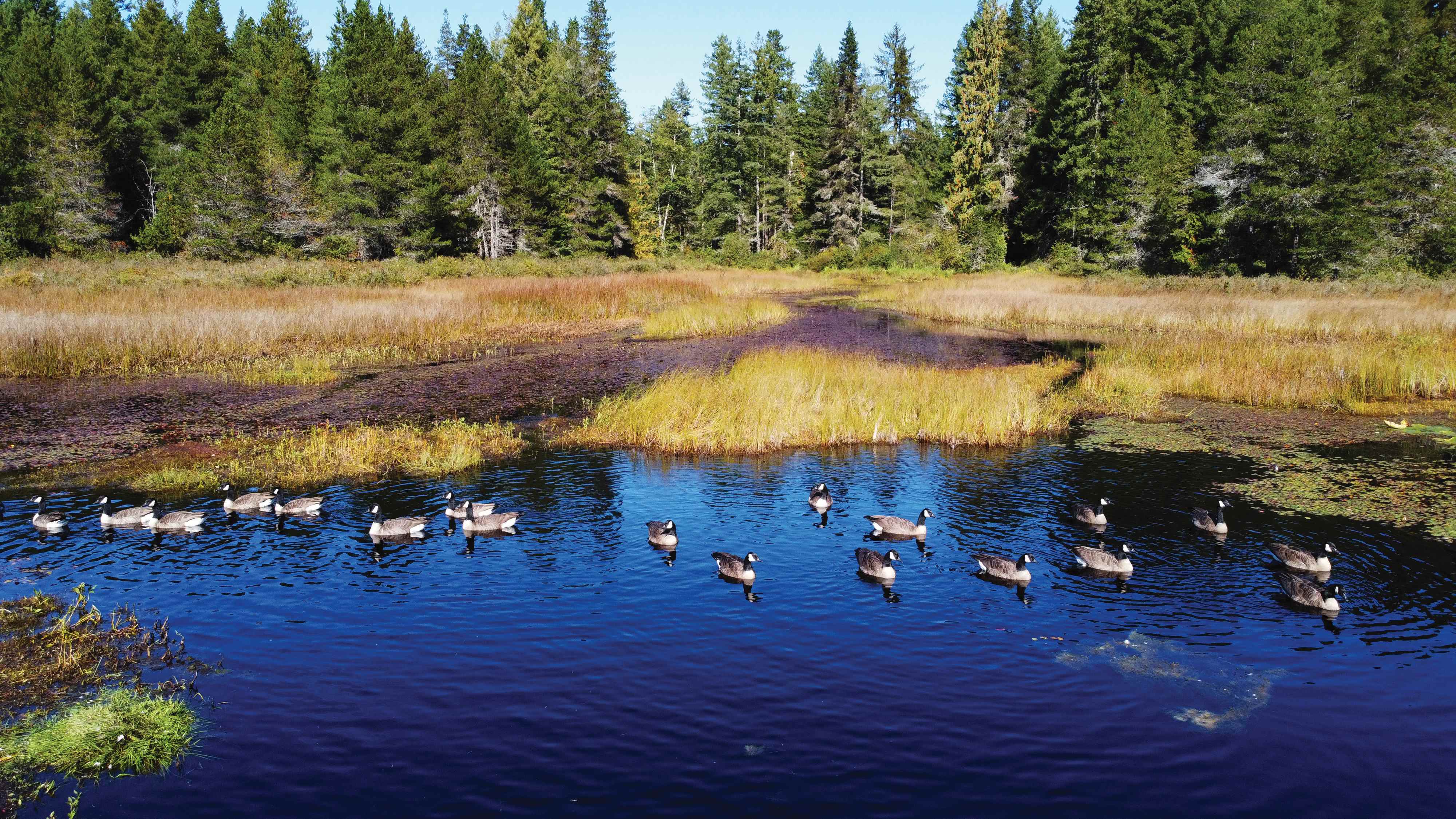 BIGCOAST FOREST CLIMATE INITIATIVE - Image 49