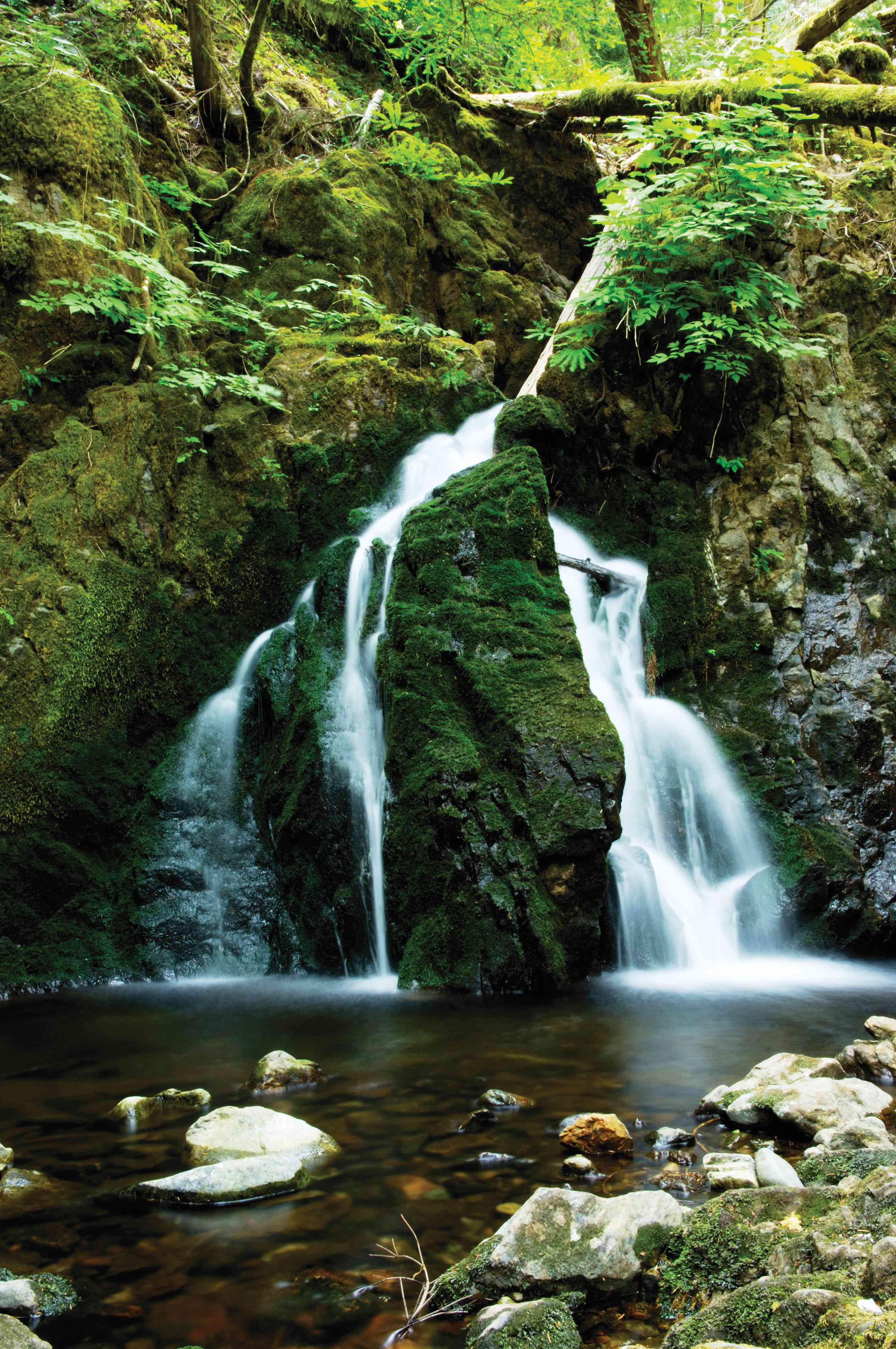 BIGCOAST FOREST CLIMATE INITIATIVE - Image 1