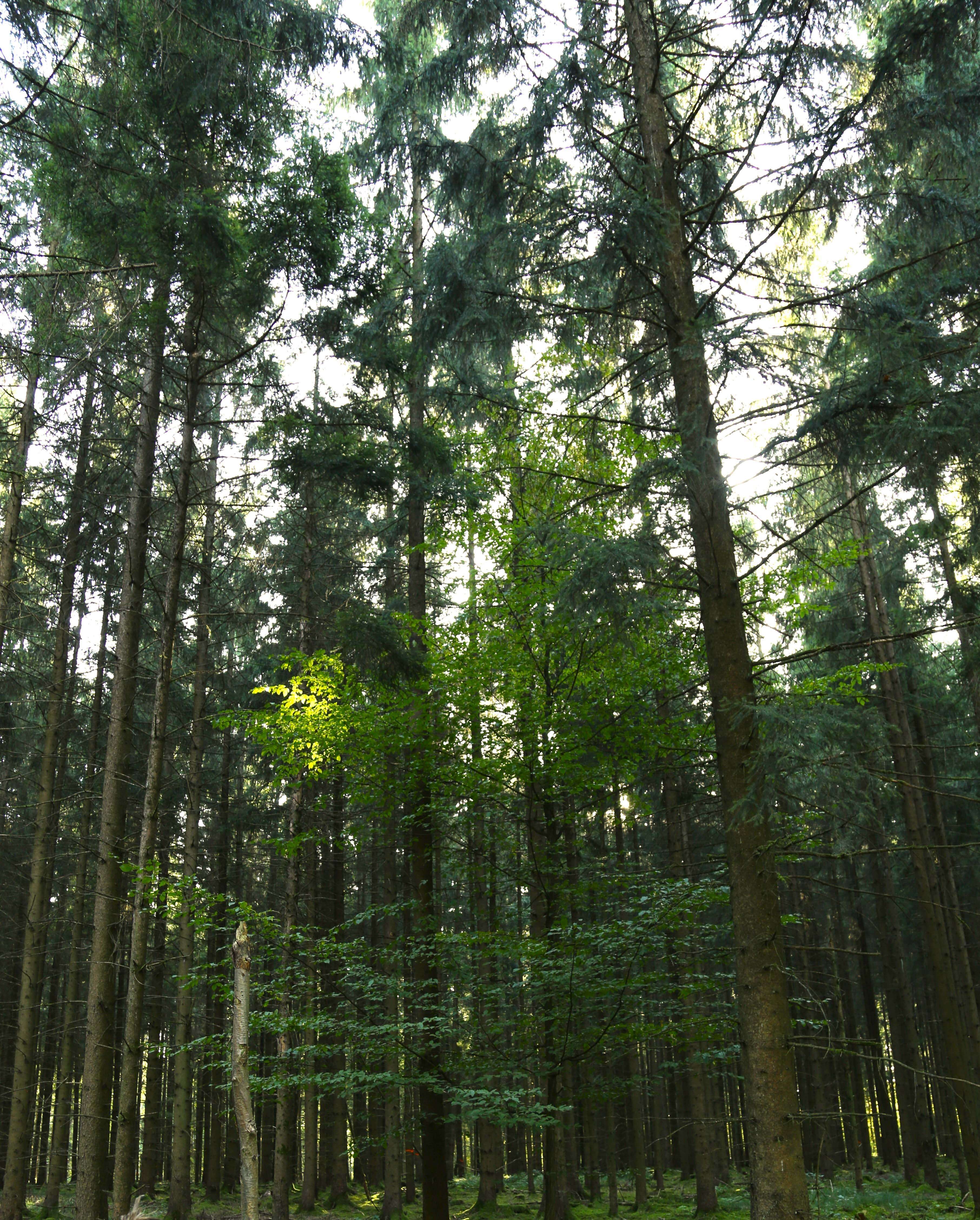 Pina Earth: Creating a climate-resilient forest in Germany, Bavaria & Baden-Wurttemberg - Lindorf - Image 4