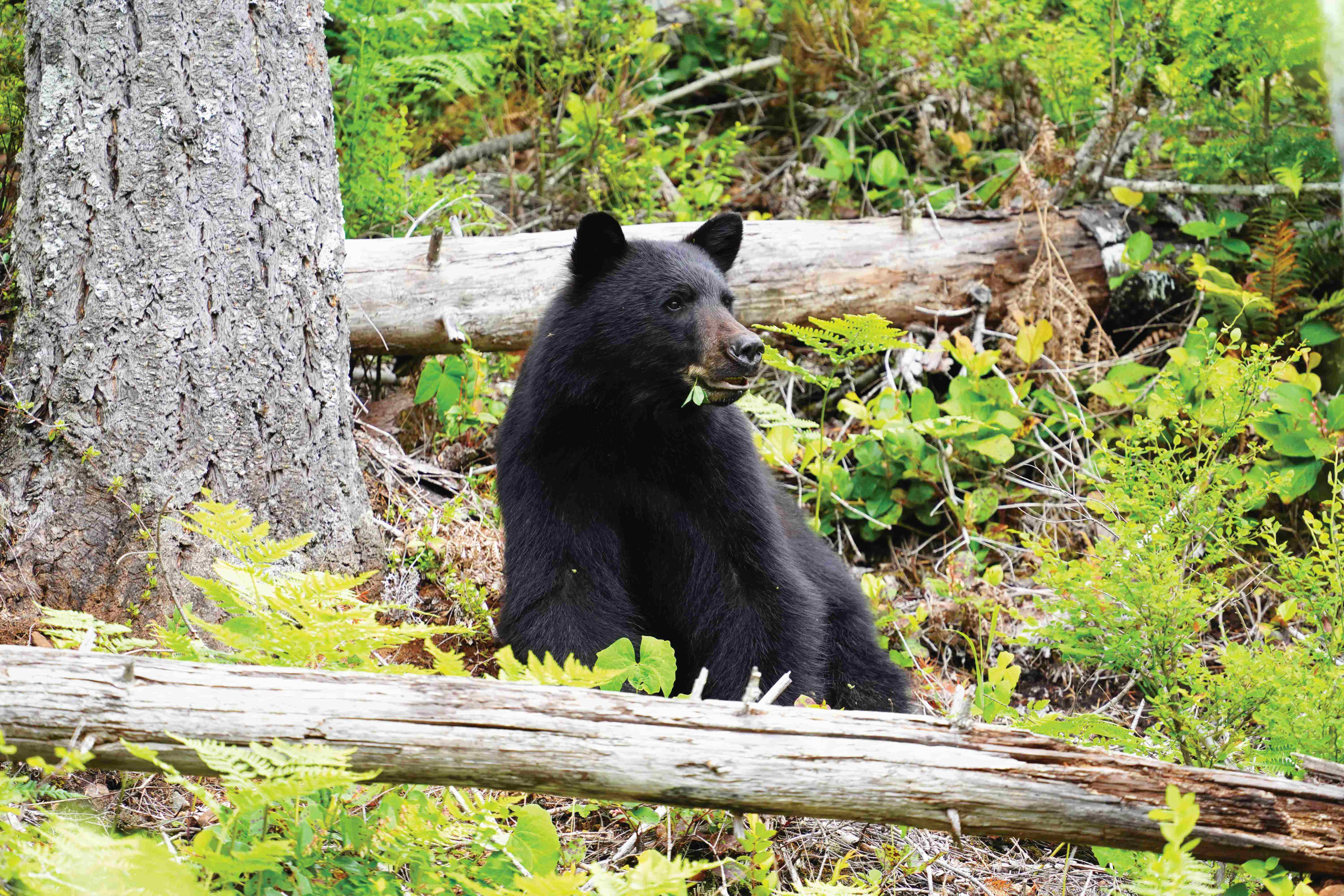 BIGCOAST FOREST CLIMATE INITIATIVE - Image 16