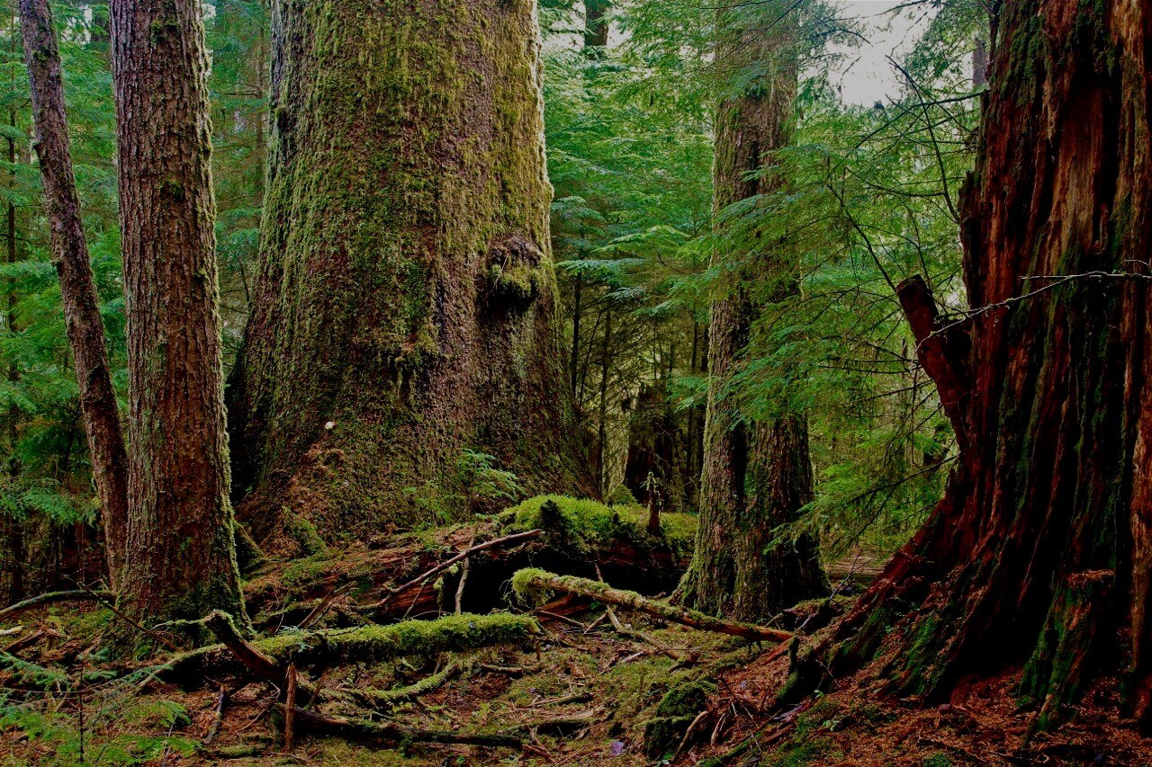 BIGCOAST FOREST CLIMATE INITIATIVE - Image 39