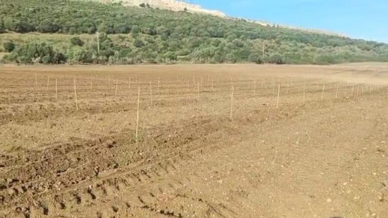 Co2 Carbon reforestación Arcos de la Frontera - Image 5