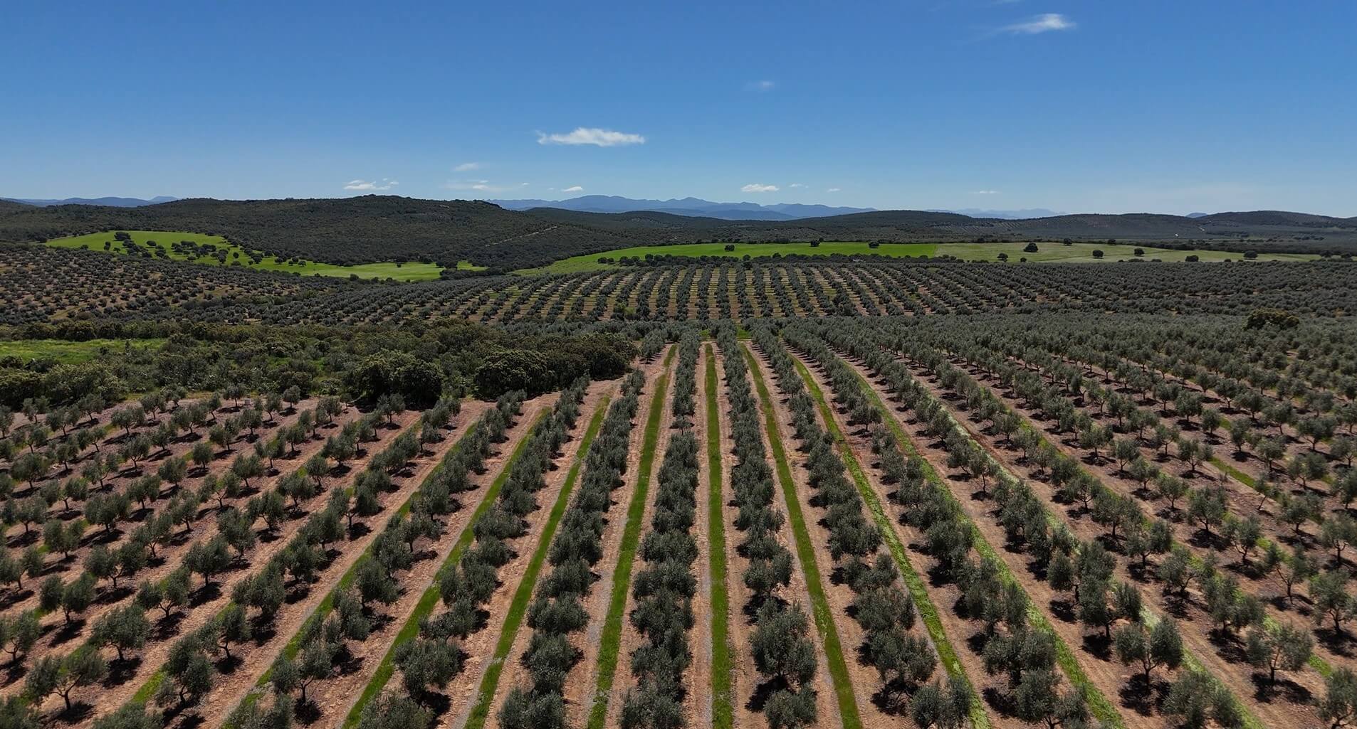 Cultiva Carbono - El Mesto - Image 4