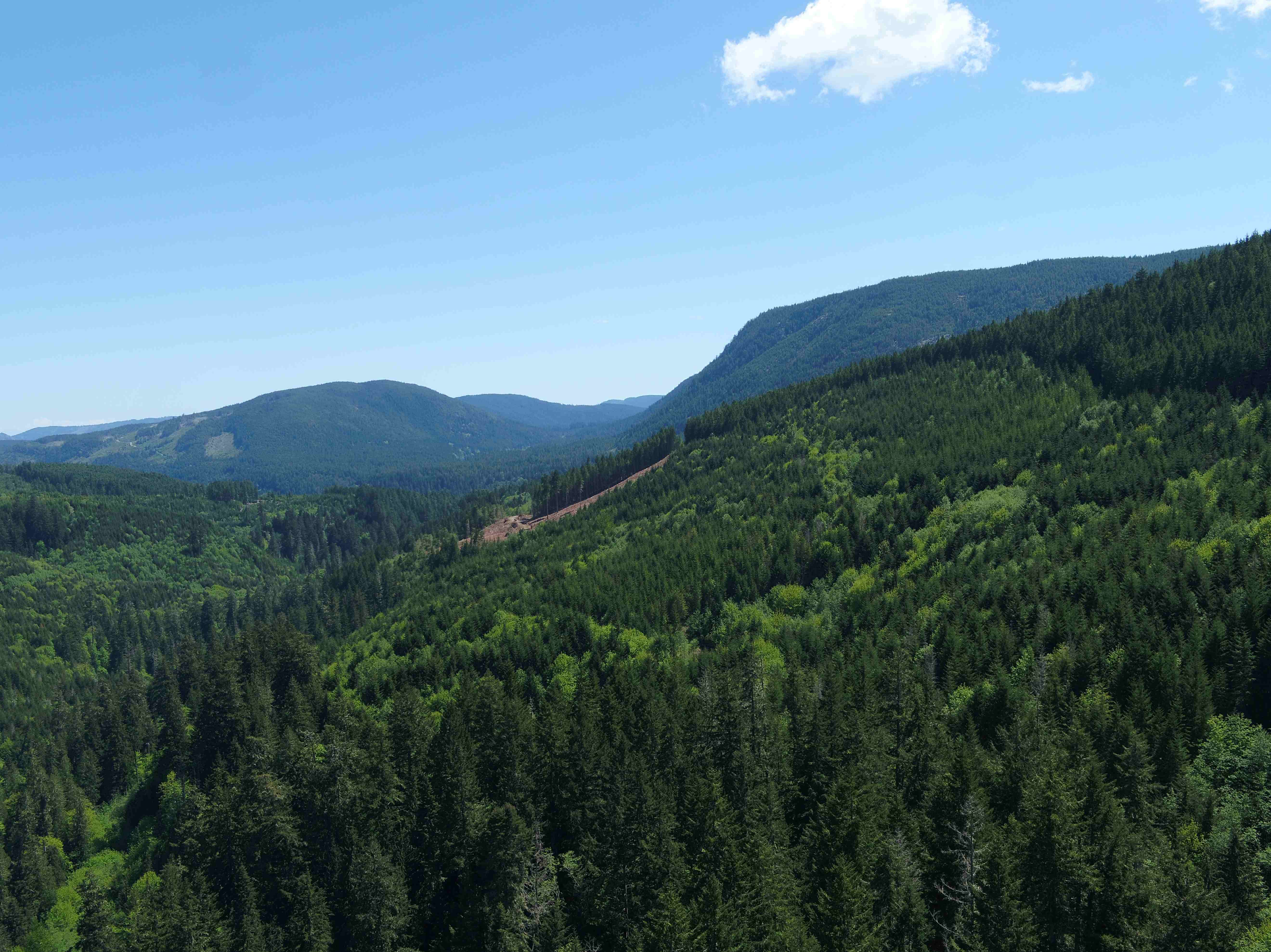 BIGCOAST FOREST CLIMATE INITIATIVE - Image 27